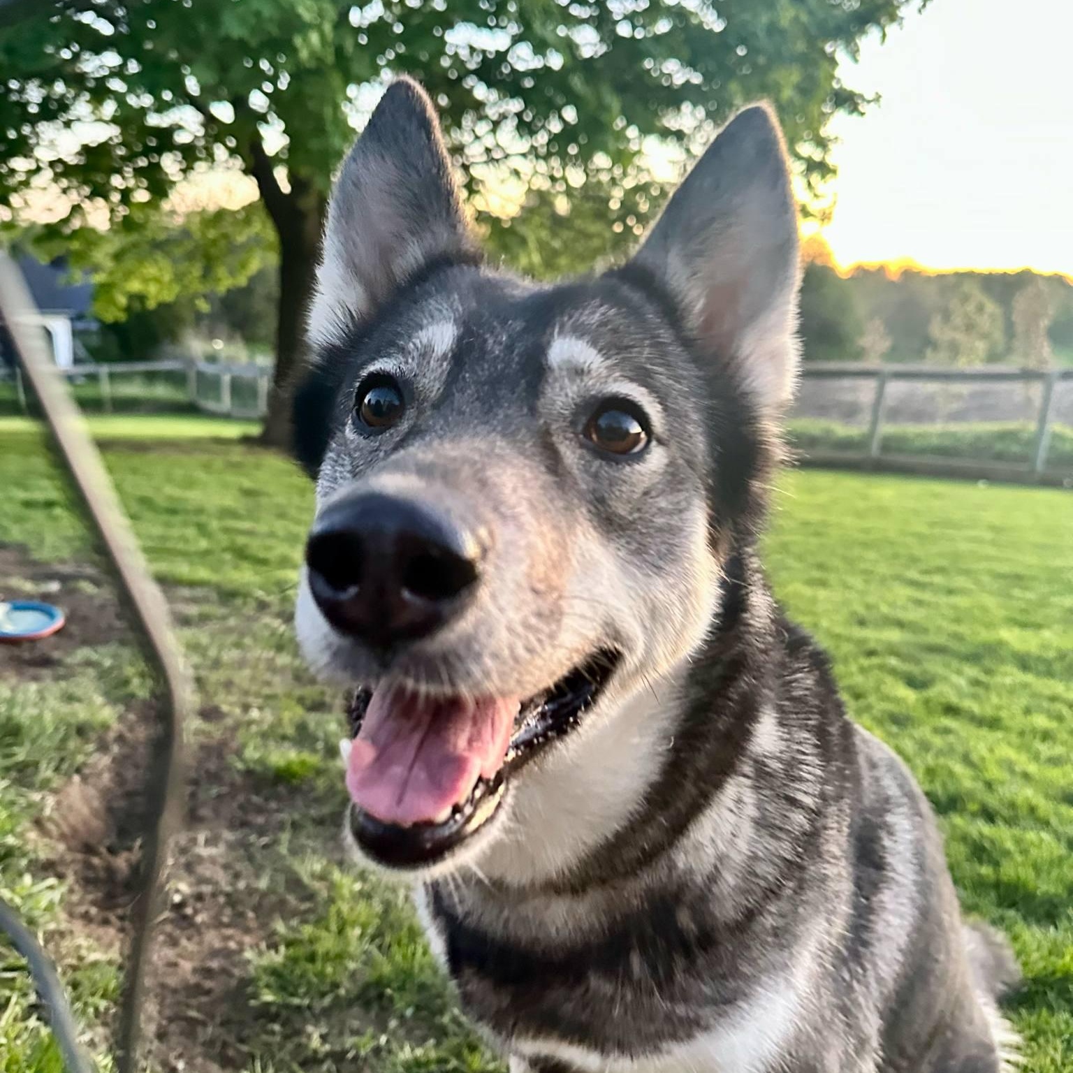 Night Skye - the perfect girl!, Adult Female Husky