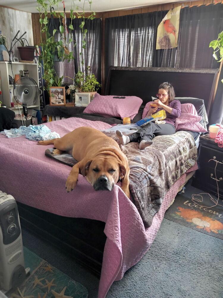 Holiday Cookies : Macaroon (Louie), Adoptable, Adult Male Boxer & American Bully.