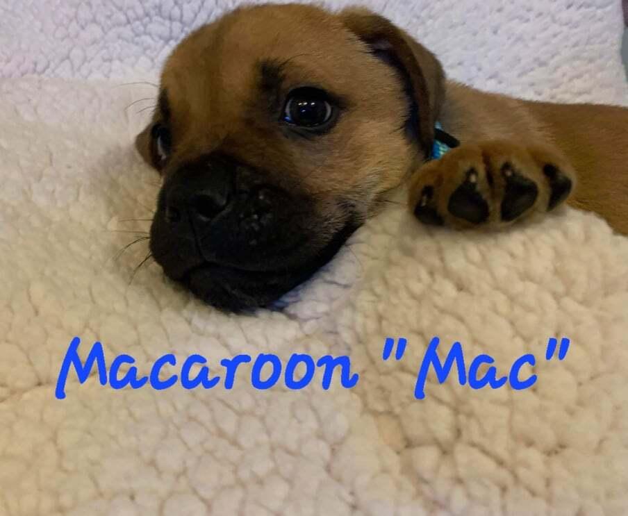 Enlarge Holiday Cookies : Macaroon (Louie), a Adoptable mixed breed in Aurora, IN image 2/6