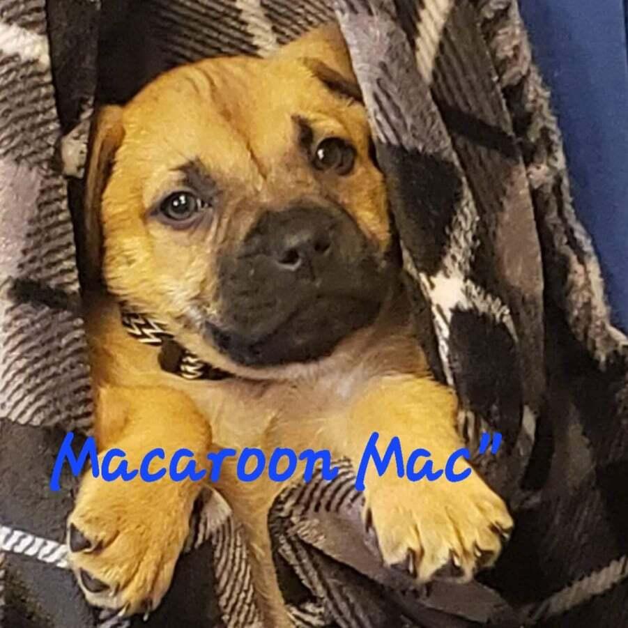 Enlarge Holiday Cookies : Macaroon (Louie), a Adoptable mixed breed in Aurora, IN image 3/6