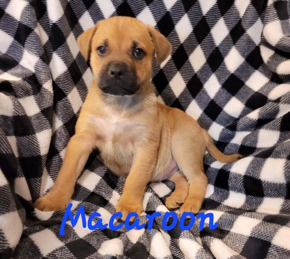 Enlarge Holiday Cookies : Macaroon (Louie), a Adoptable mixed breed in Aurora, IN image 4/6