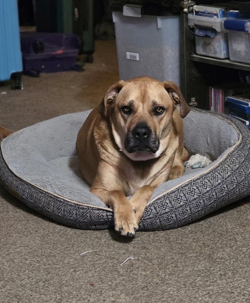 Enlarge Holiday Cookies : Macaroon (Louie), a Adoptable mixed breed in Aurora, IN image 5/6