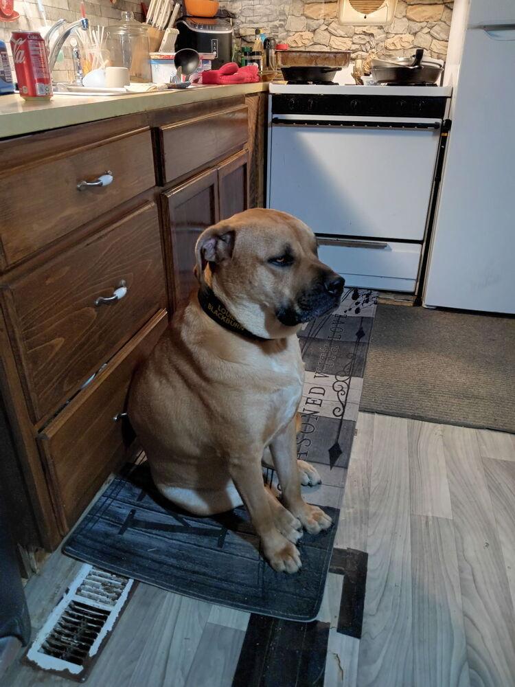 Enlarge Holiday Cookies : Macaroon (Louie), a Adoptable mixed breed in Aurora, IN image 6/6