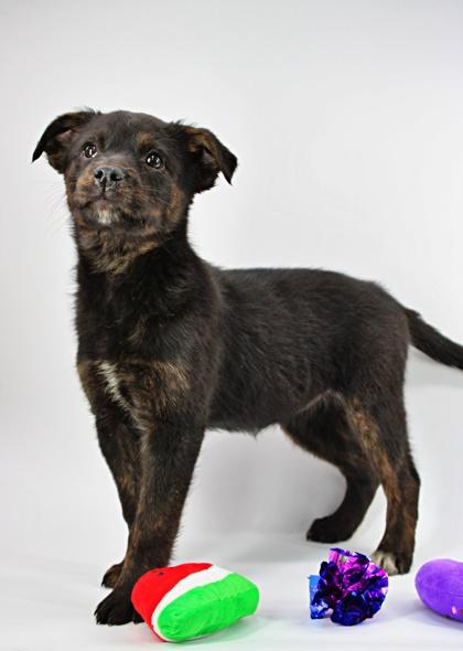 Nelly — thumbnail 2