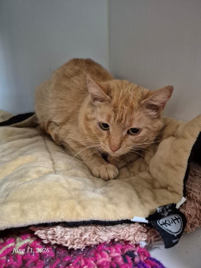 Callie, Adoptable, Young Female Domestic Short Hair.