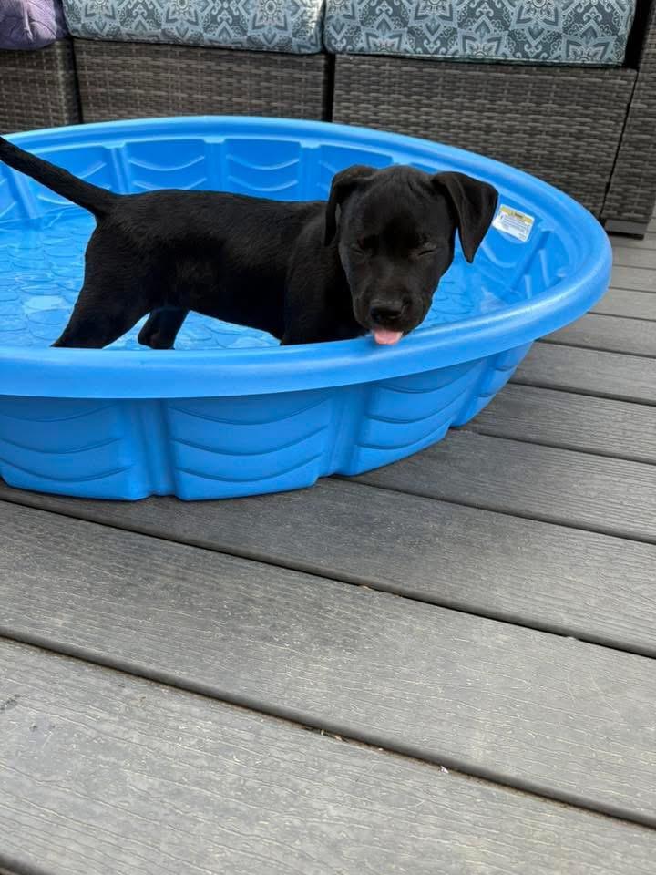 Liberty, Adoptable, Puppy Female Labrador Retriever.