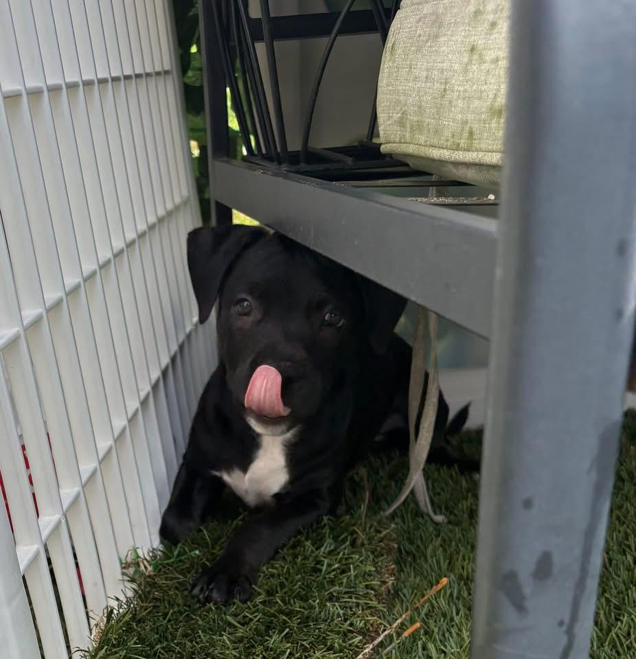Enlarge Liberty, a Adoptable mixed breed in Berlin, NJ image 2/3