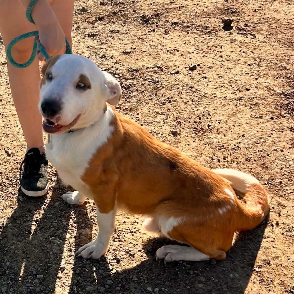 Enlarge Oscar, a Adoptable mixed breed in South Saint Paul, MN image 2/5