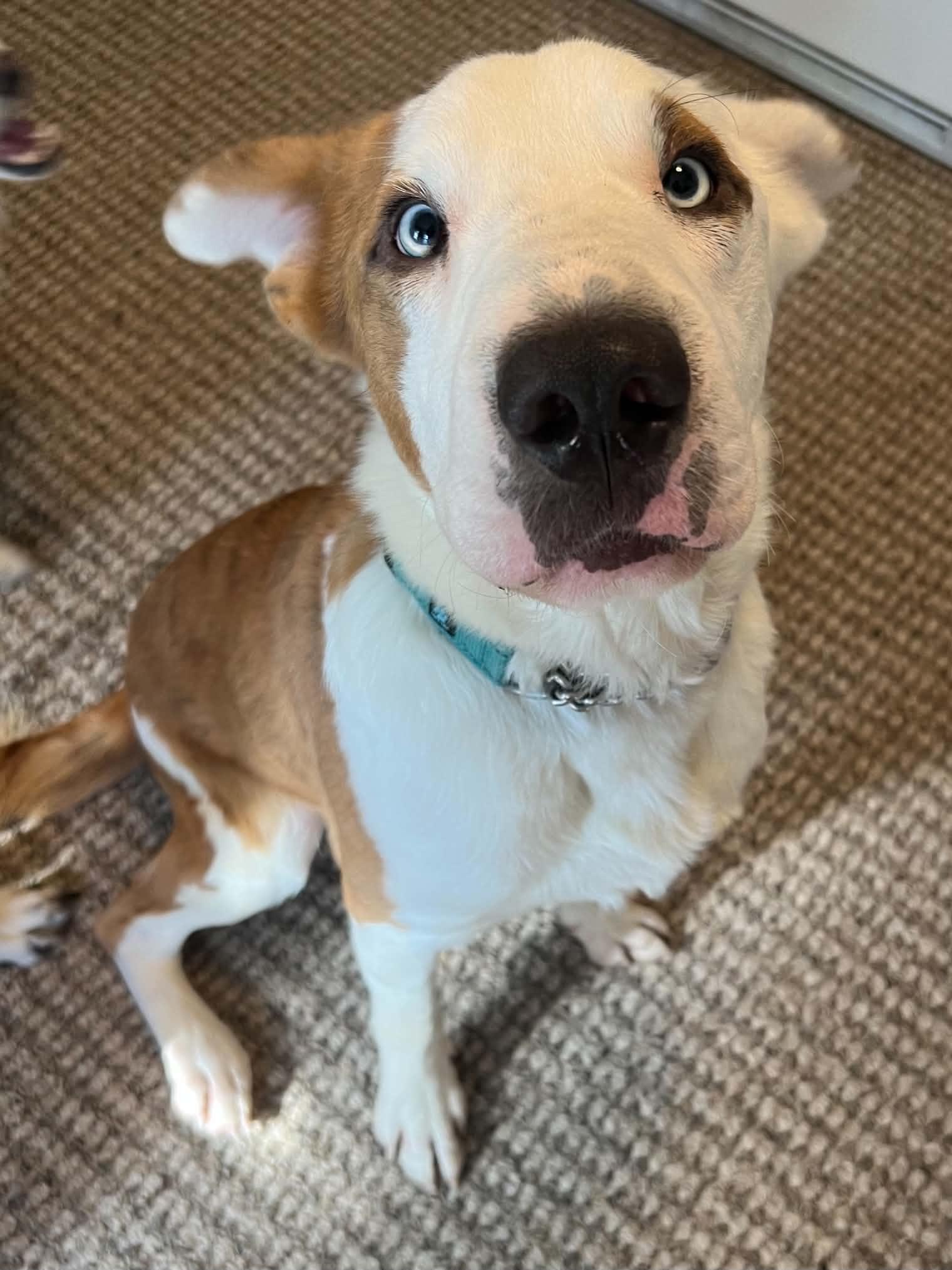 Enlarge Oscar, a Adoptable mixed breed in South Saint Paul, MN image 1/5