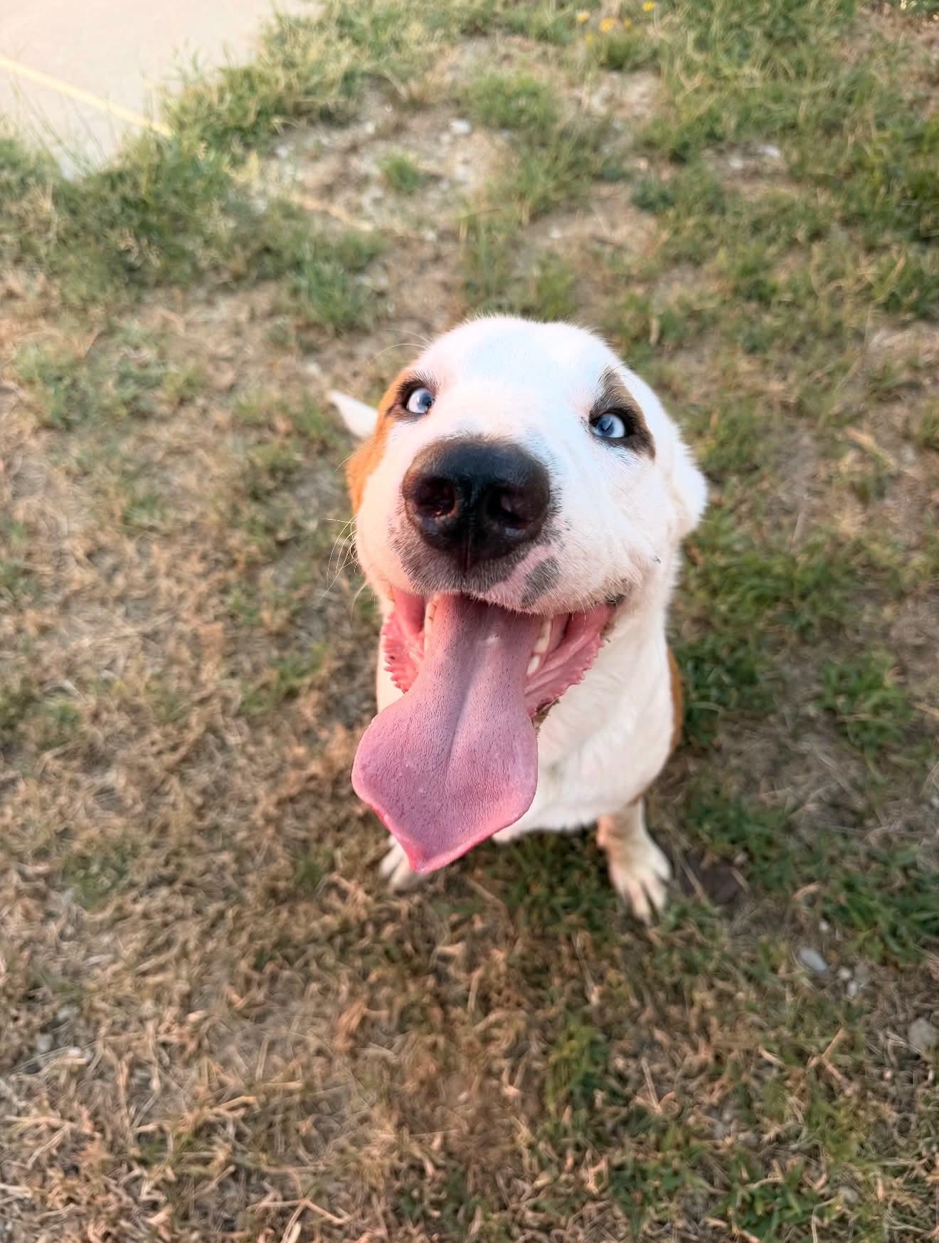 Enlarge Oscar, a Adoptable mixed breed in South Saint Paul, MN image 5/5