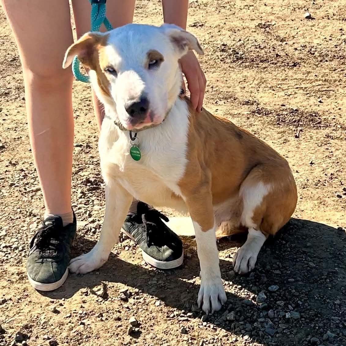 Enlarge Oscar, a Adoptable mixed breed in South Saint Paul, MN image 3/5