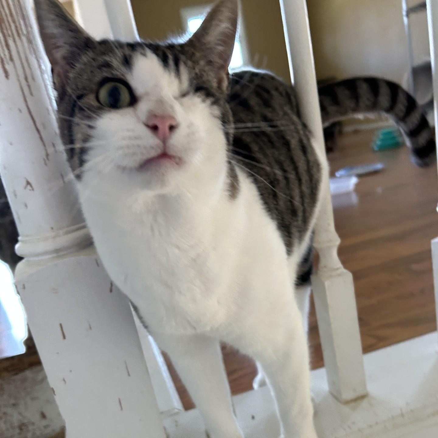 Stevie Ray, ADOPTABLE, Young Male Domestic Short Hair.