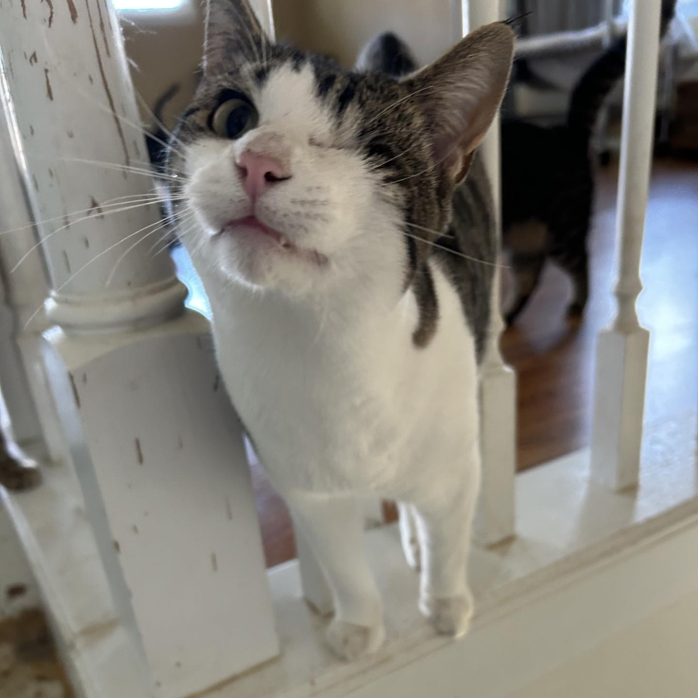 Enlarge Stevie Ray, a ADOPTABLE Domestic Short Hair in Springdale, AR image 2/2