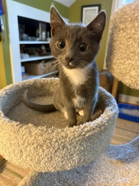 Birch, Adoptable, Kitten Male Domestic Short Hair.