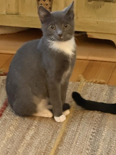 Enlarge Birch, a Adoptable Domestic Short Hair in Duxbury, MA image 2/3