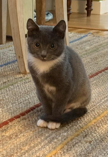 Enlarge Birch, a Adoptable Domestic Short Hair in Duxbury, MA image 3/3