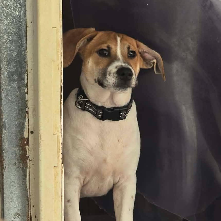 Enlarge Levi, a Adopted Mixed Breed in New Braunfels, TX image 2/6
