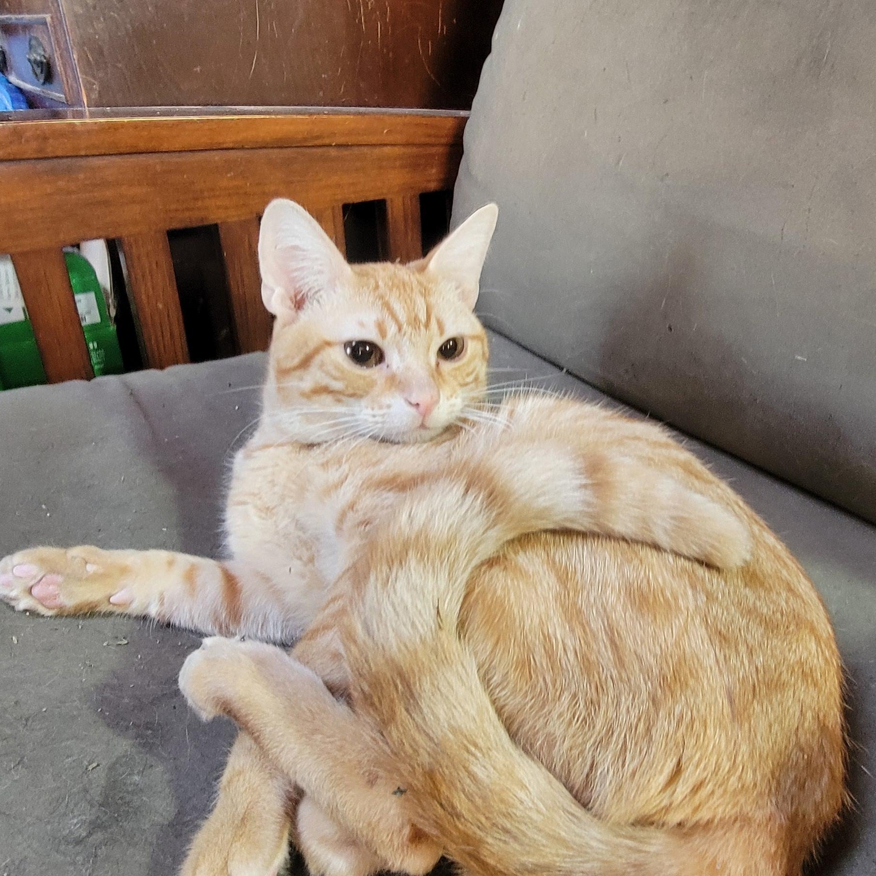 Orangy, a Adopted Domestic Short Hair in Anoka, MN image 2/3