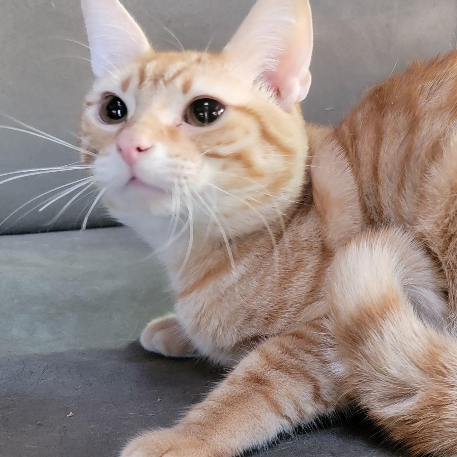 Orangy, Adult Male Domestic Short Hair