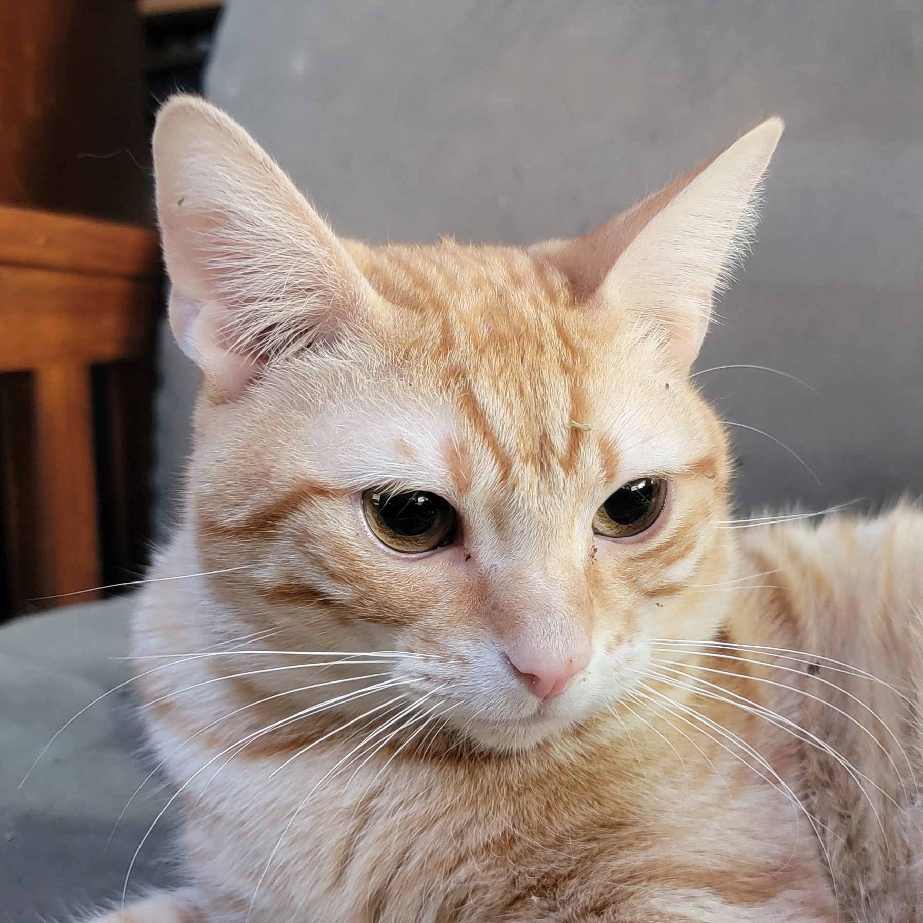 Orangy, a Adopted Domestic Short Hair in Anoka, MN image 3/3