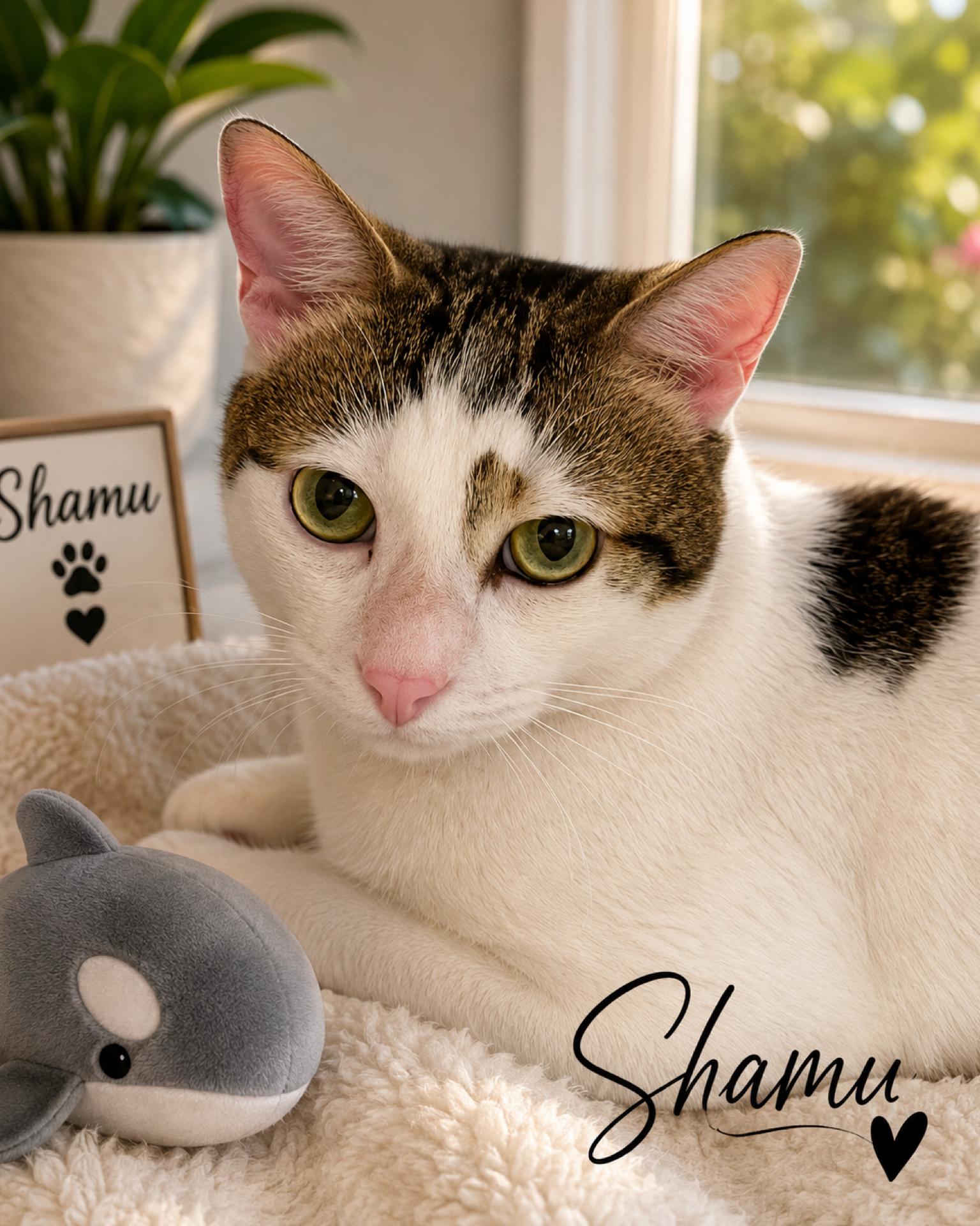 Shamu, Adopted, Adult Male Domestic Short Hair.