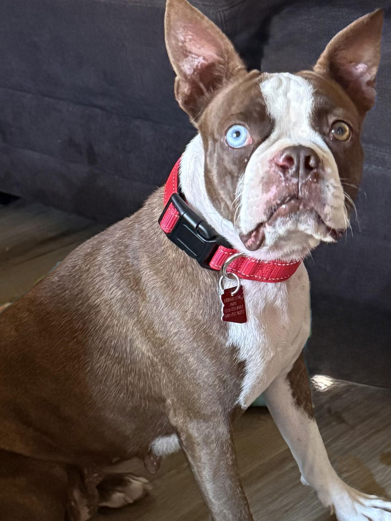 Enlarge Ruby, a Adopted Boston Terrier in Scottsdale, AZ image 1/2