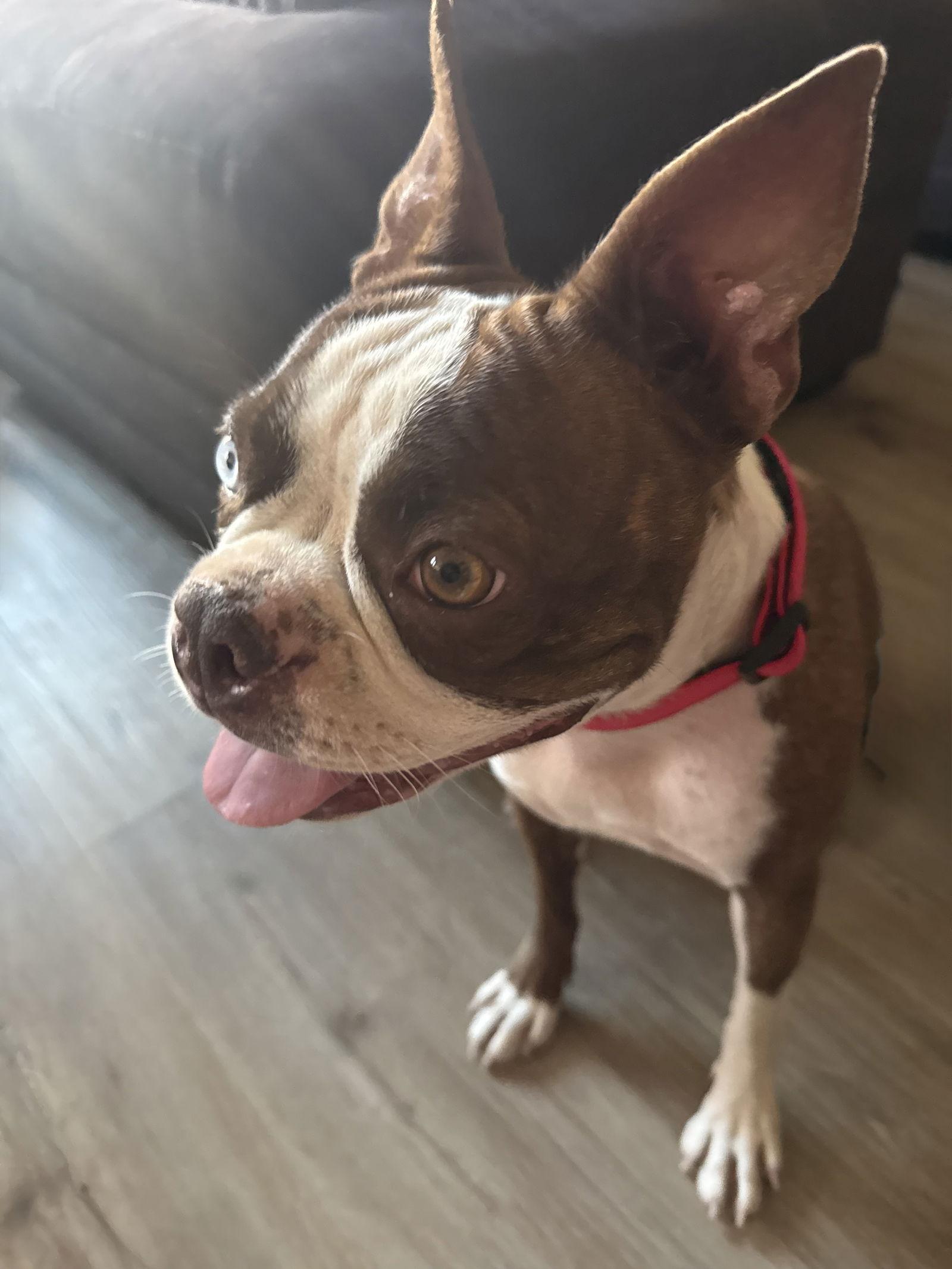 Enlarge Ruby, a Adopted Boston Terrier in Scottsdale, AZ image 2/2