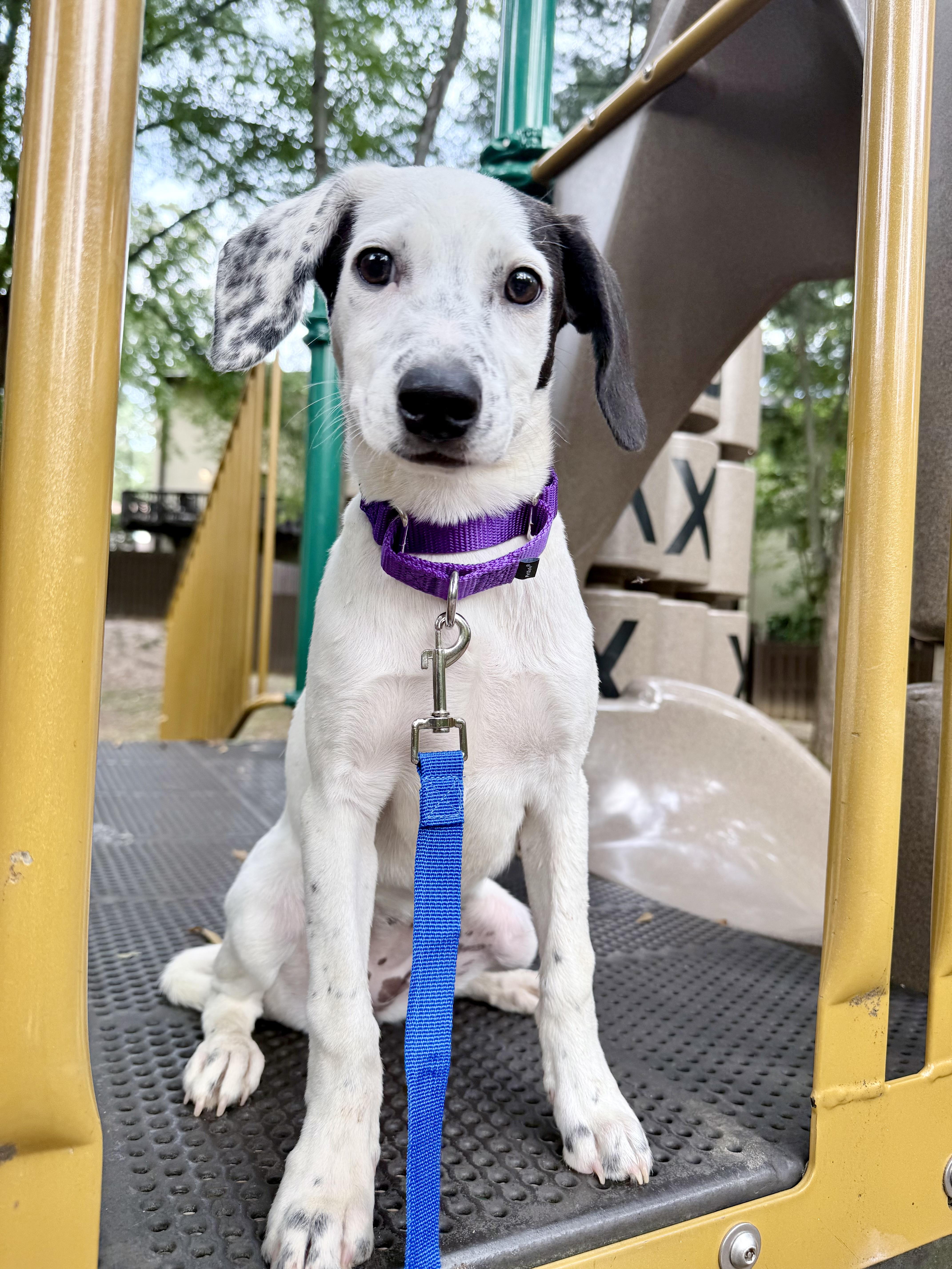 Enlarge Reese, a Adoptable mixed breed in Fairfax, VA image 1/4
