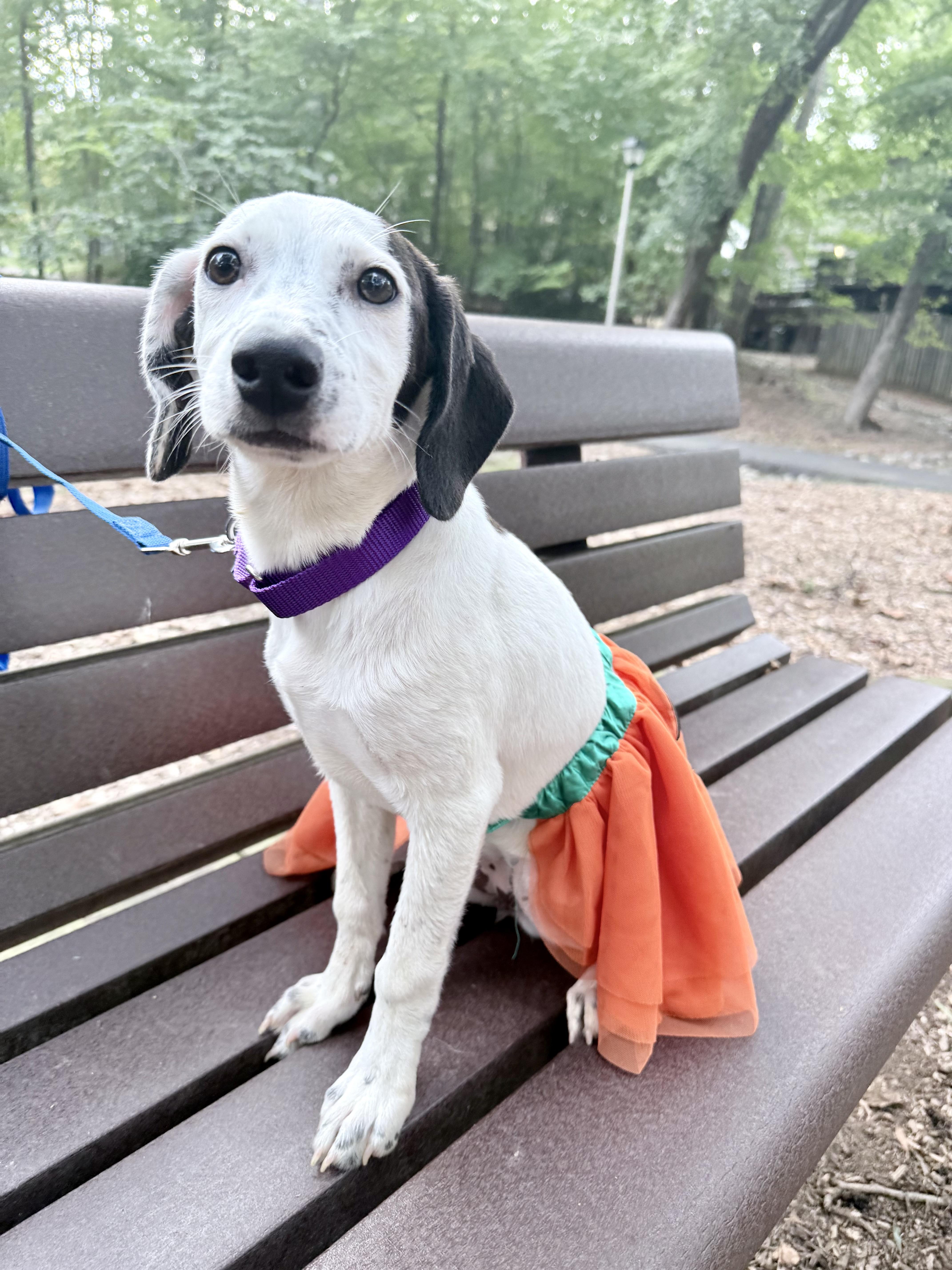 Enlarge Reese, a Adoptable mixed breed in Fairfax, VA image 4/4