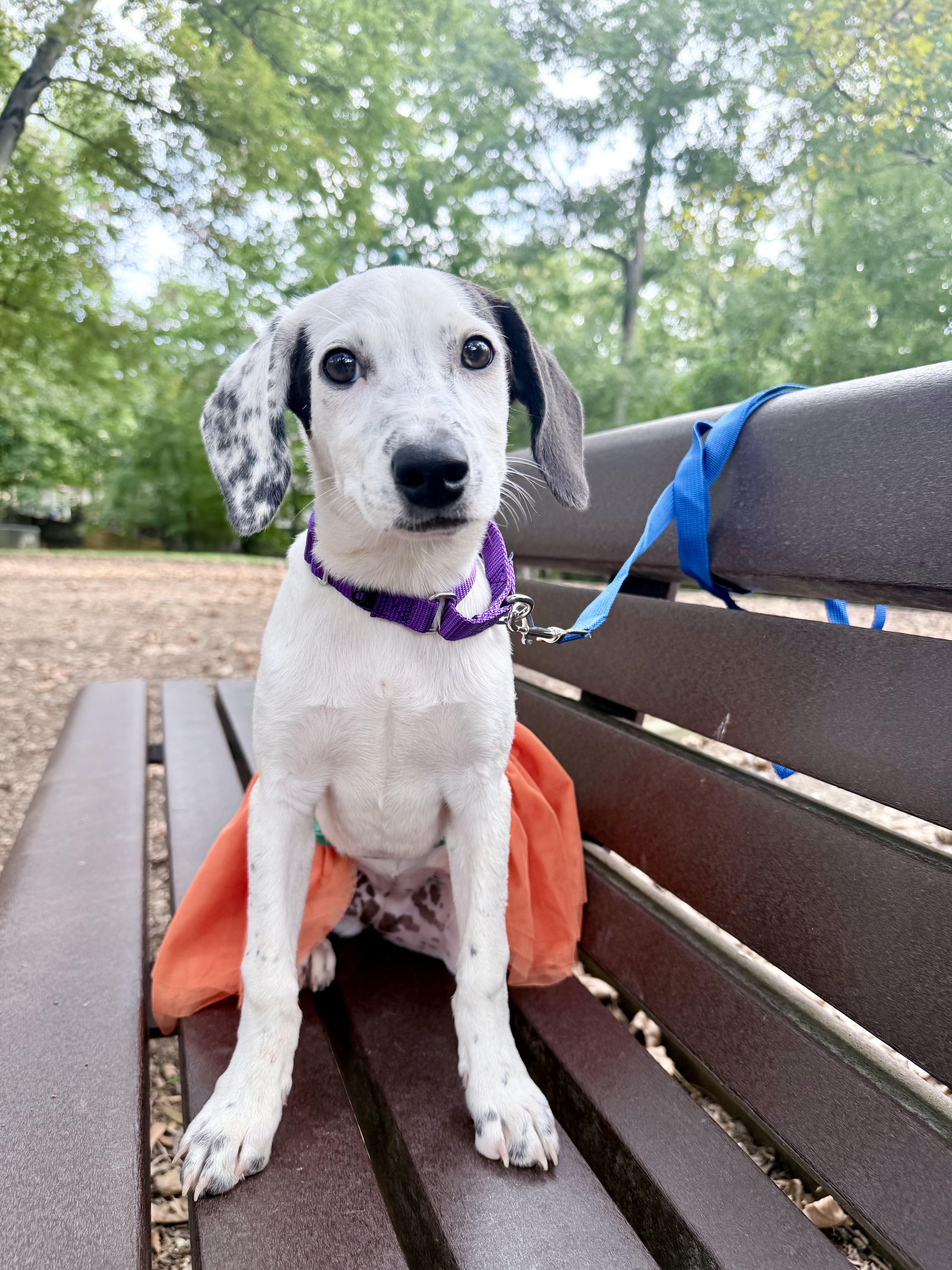 Enlarge Reese, a Adoptable mixed breed in Fairfax, VA image 3/4