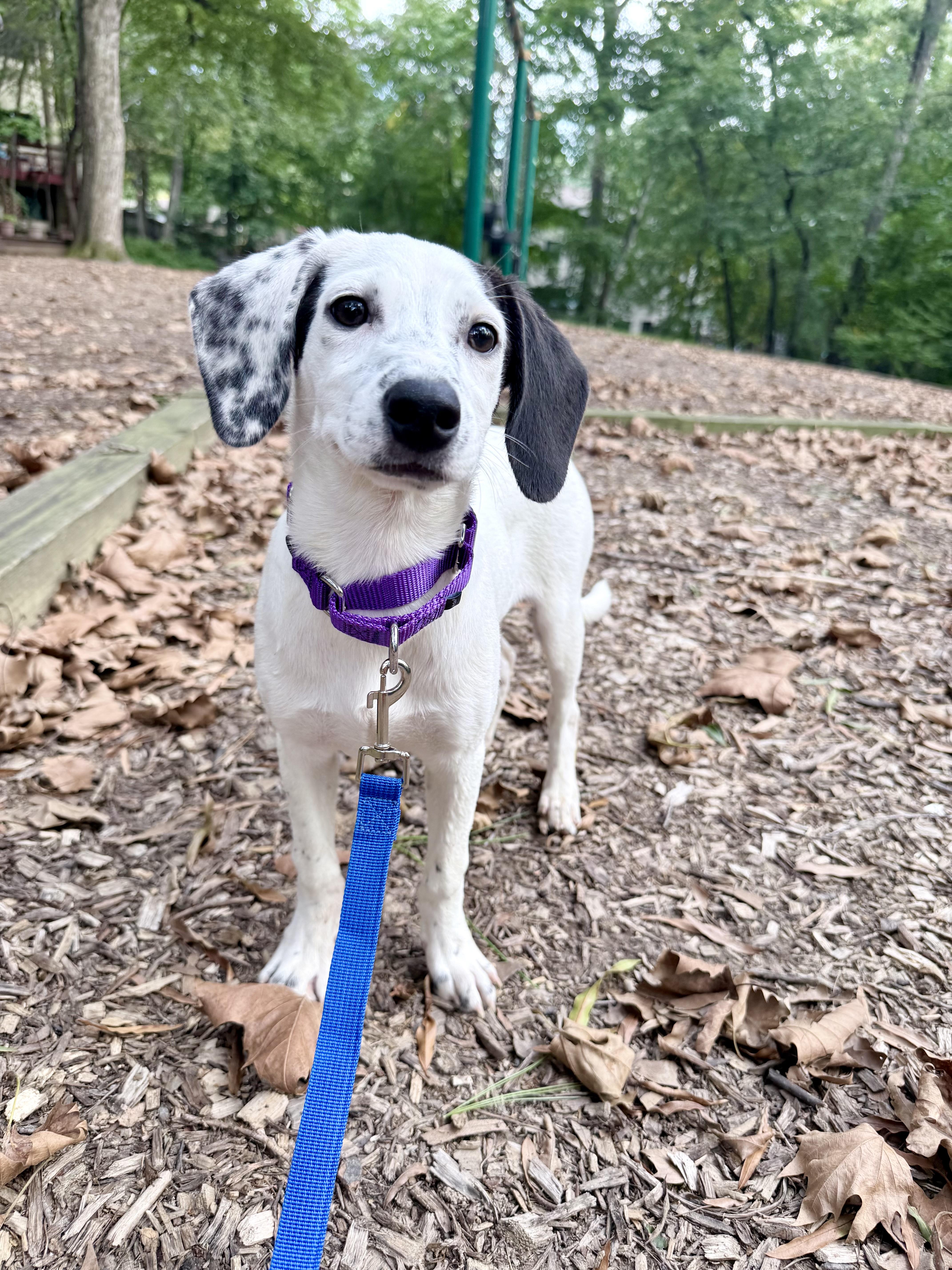 Enlarge Reese, a Adoptable mixed breed in Fairfax, VA image 2/4