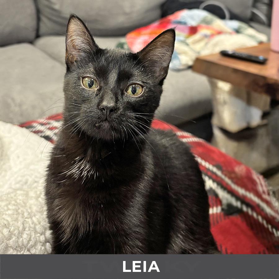 Enlarge Leia, a Adoptable Domestic Short Hair in Etobicoke, ON image 4/4