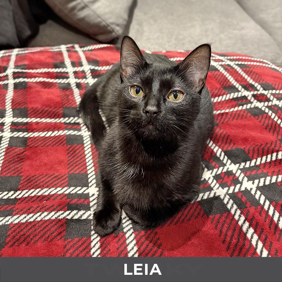 Leia, a Adoptable Domestic Short Hair in Etobicoke, ON image 3/3