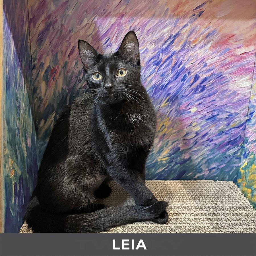 Enlarge Leia, a Adoptable Domestic Short Hair in Etobicoke, ON image 2/4
