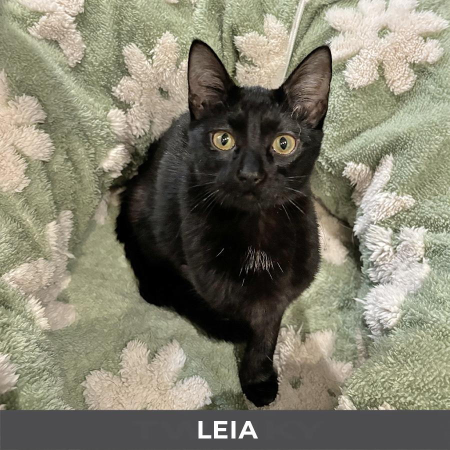 Leia, Adoptable, Kitten Female Domestic Short Hair.