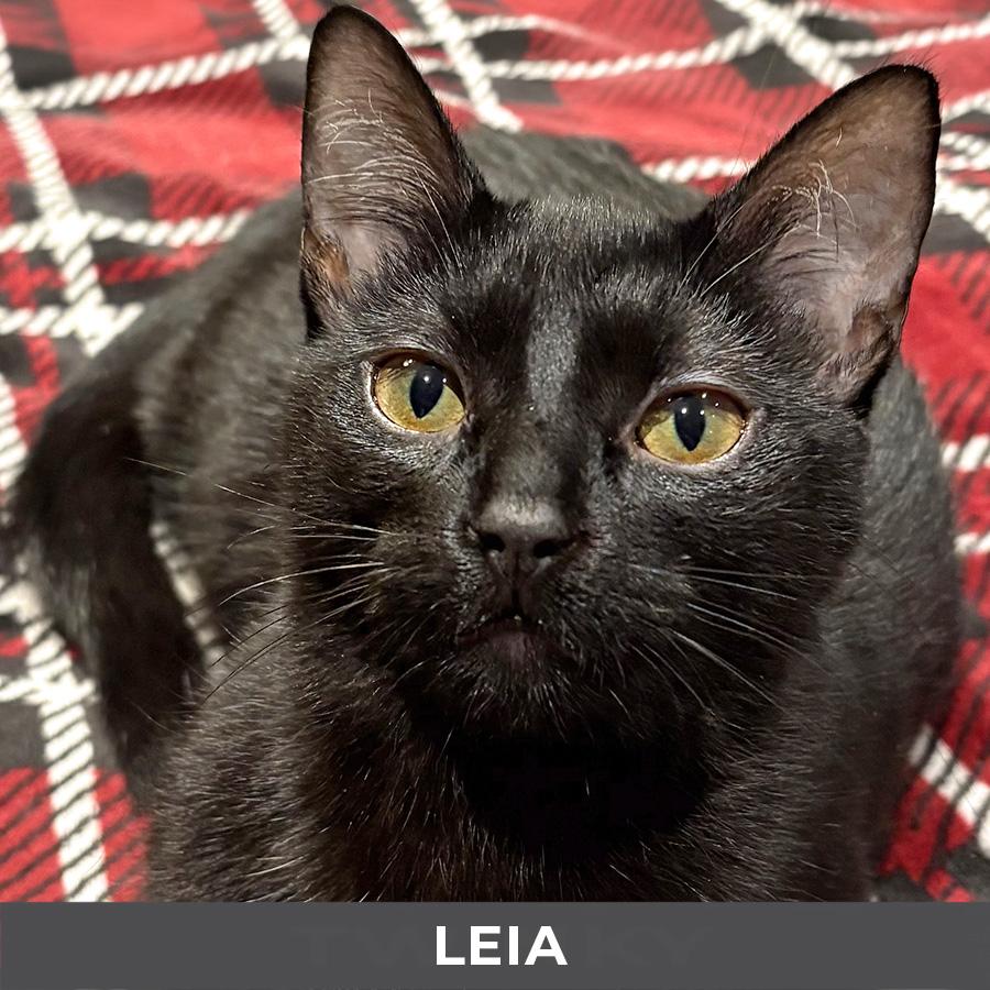 Leia, a Adoptable Domestic Short Hair in Etobicoke, ON image 1/3