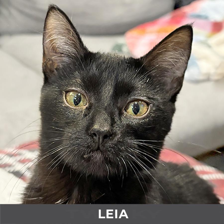 Enlarge Leia, a Adoptable Domestic Short Hair in Etobicoke, ON image 3/4