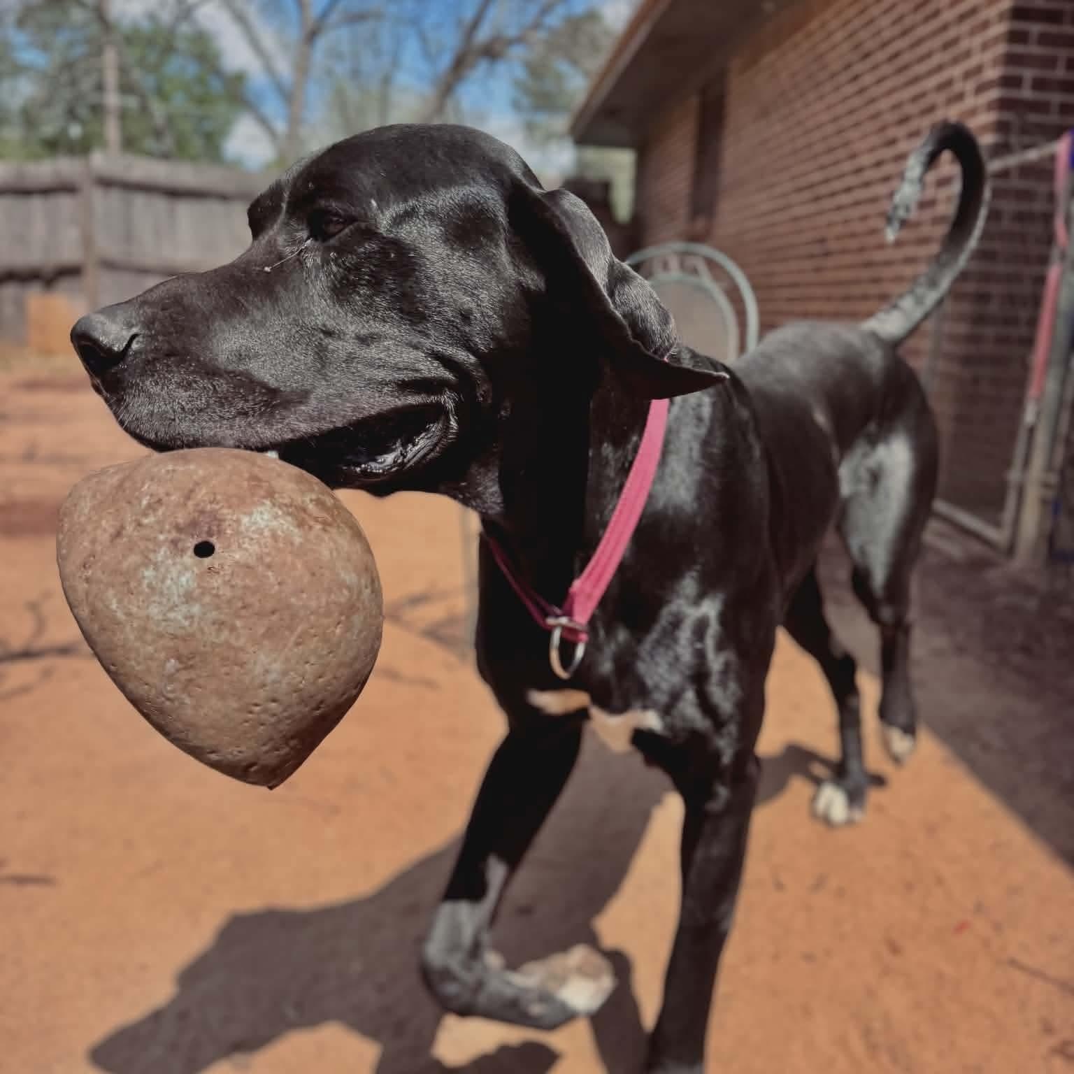 Enlarge Sammy, an adopted Great Dane in Dothan, AL image 4/5