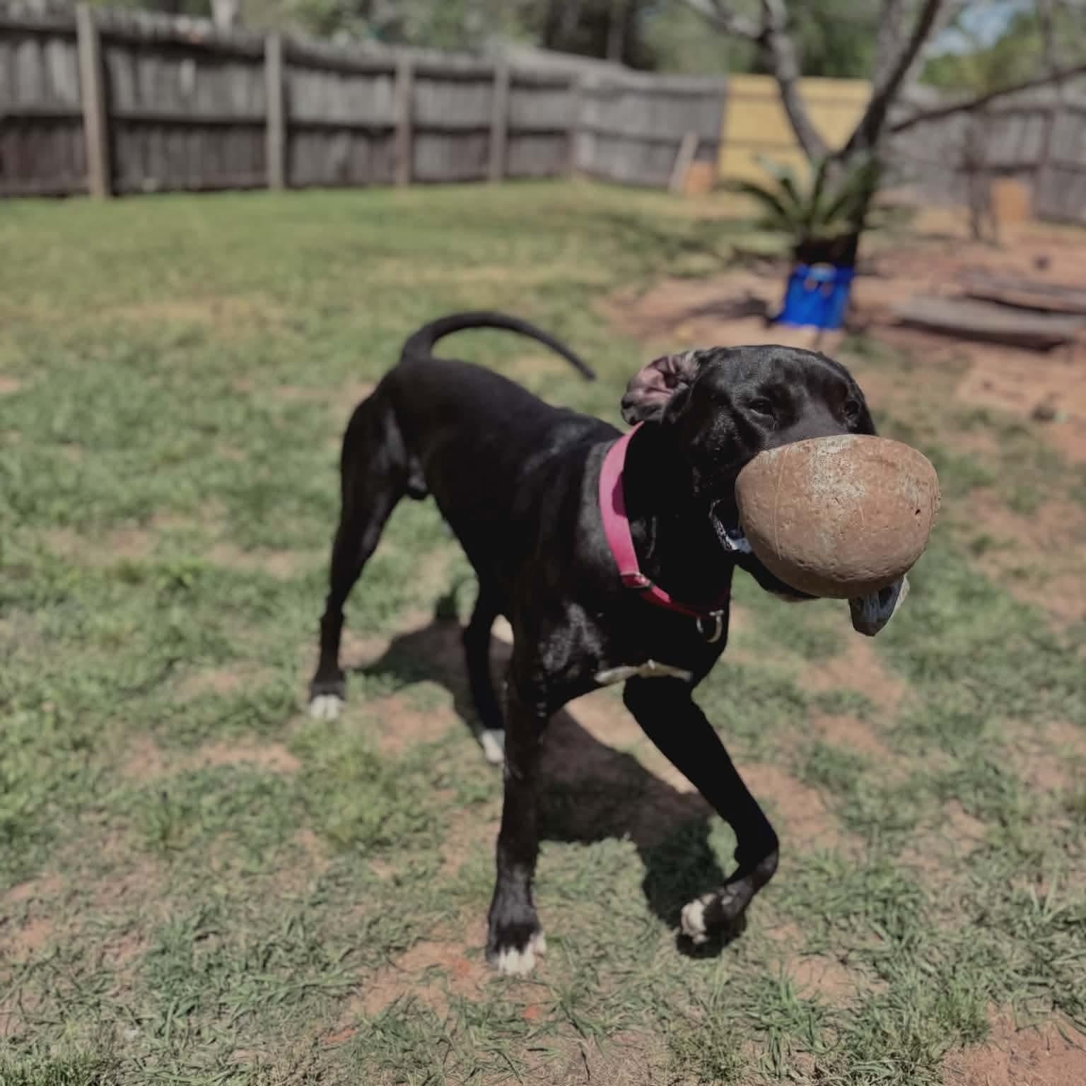 Enlarge Sammy, an adopted Great Dane in Dothan, AL image 2/5