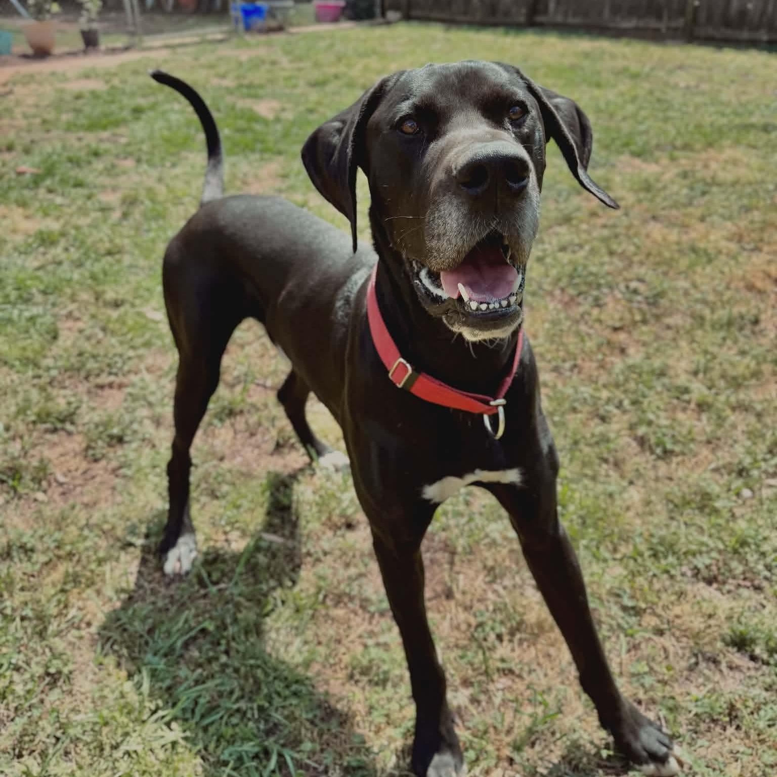 Enlarge Sammy, an adopted Great Dane in Dothan, AL image 1/5