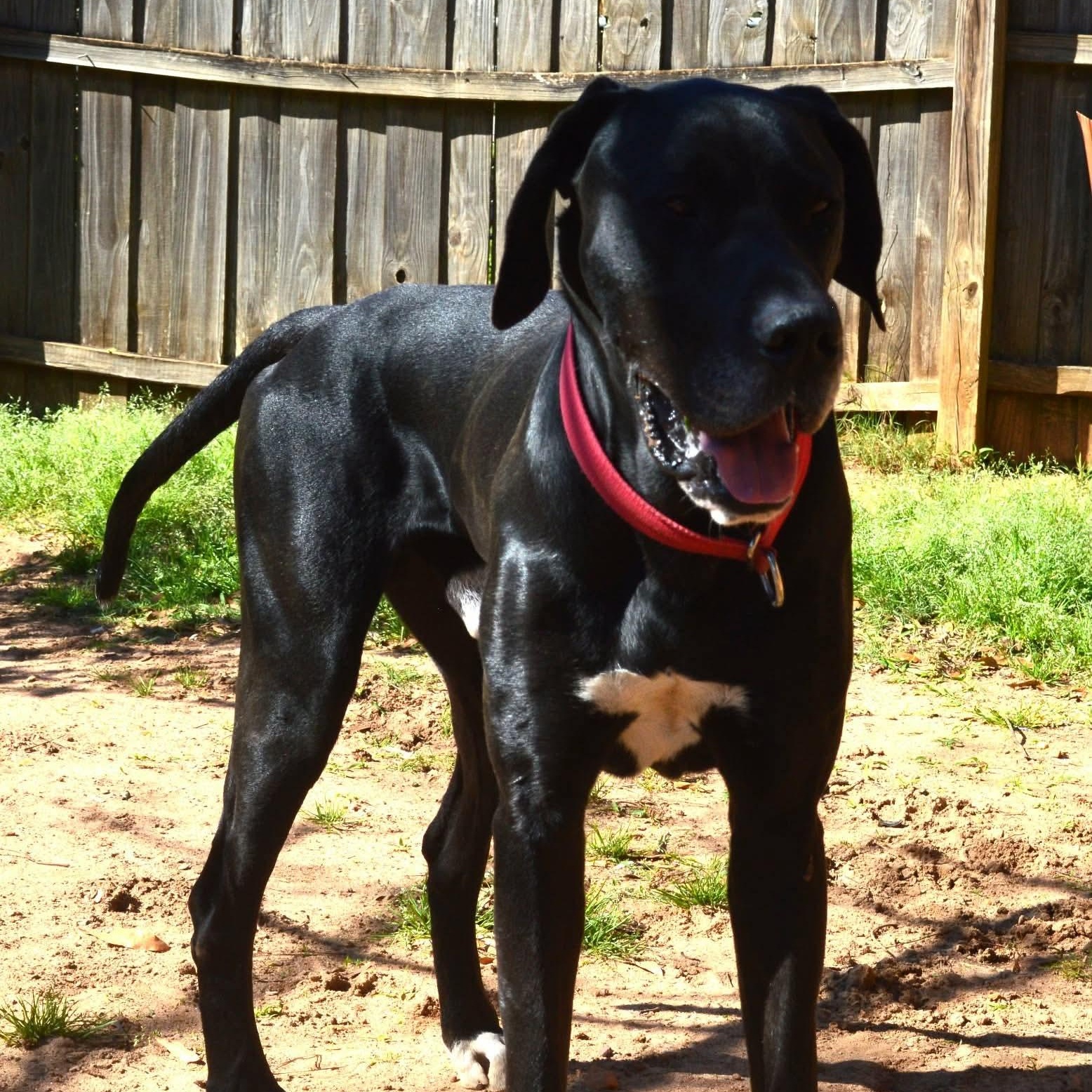 Enlarge Sammy, an adopted Great Dane in Dothan, AL image 5/5