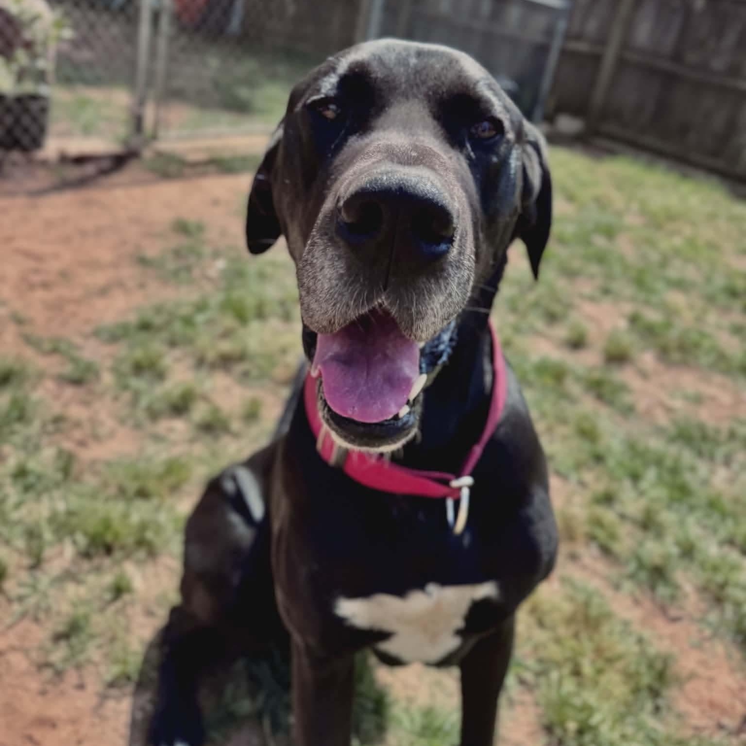 Enlarge Sammy, an adopted Great Dane in Dothan, AL image 3/5