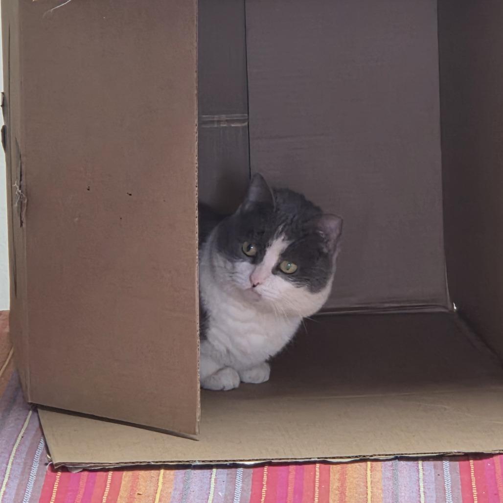 Enlarge Luna, a Adoptable Domestic Short Hair in Pagosa Springs, CO image 2/6