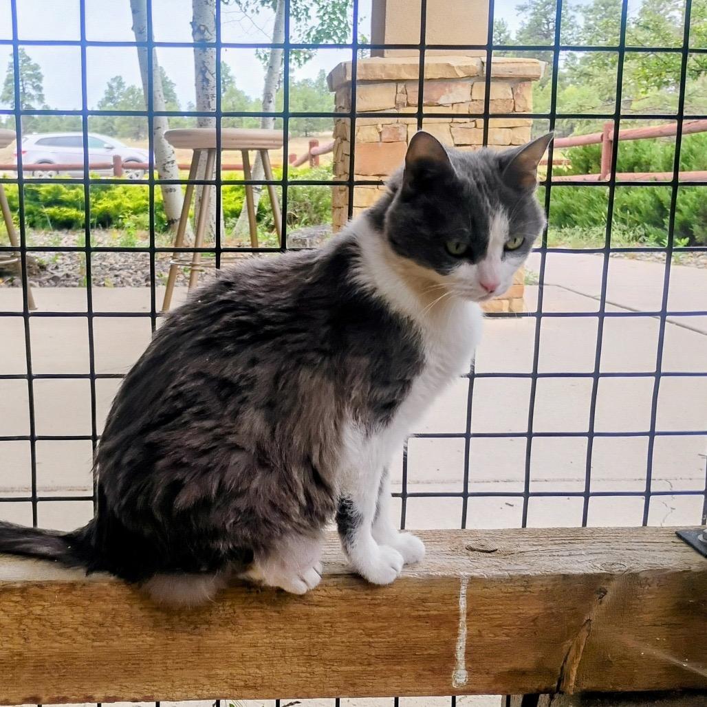 Enlarge Luna, a Adoptable Domestic Short Hair in Pagosa Springs, CO image 3/6