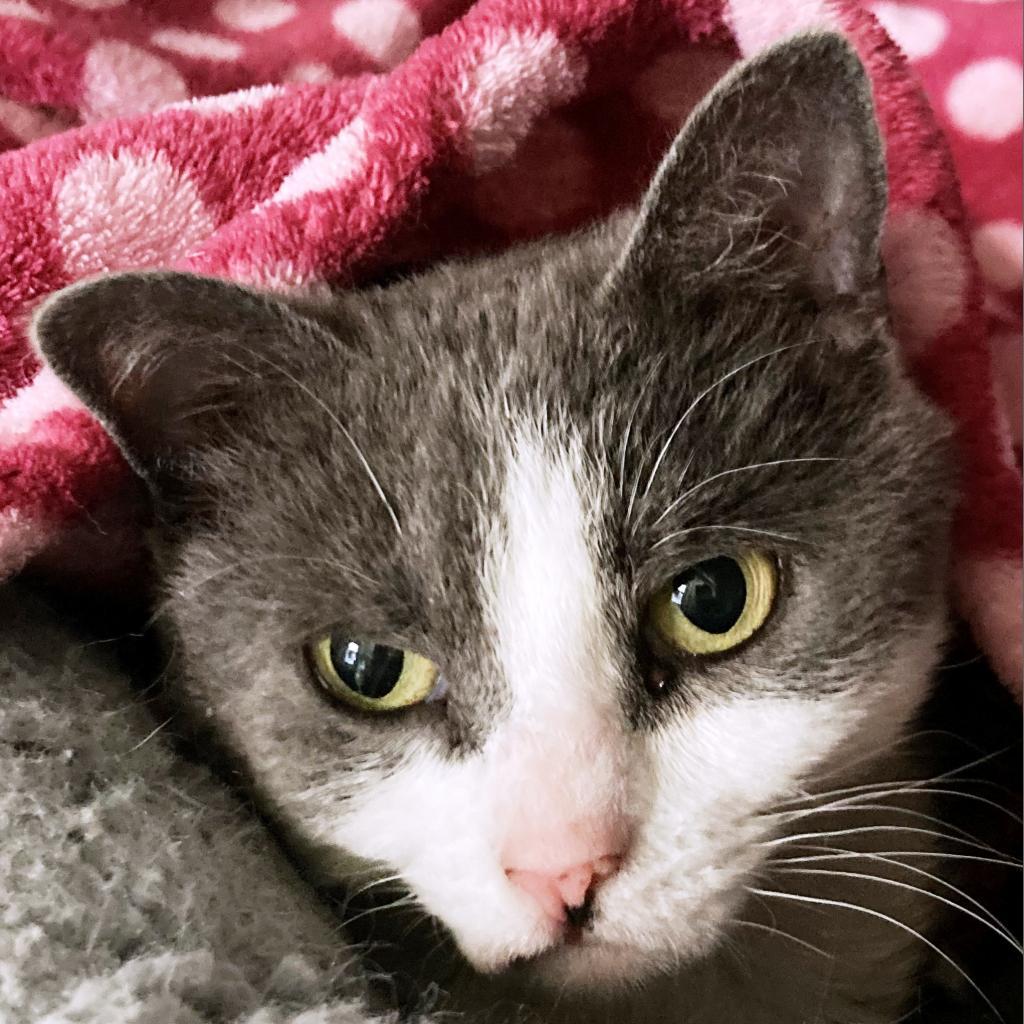 Enlarge Luna, a Adoptable Domestic Short Hair in Pagosa Springs, CO image 4/6