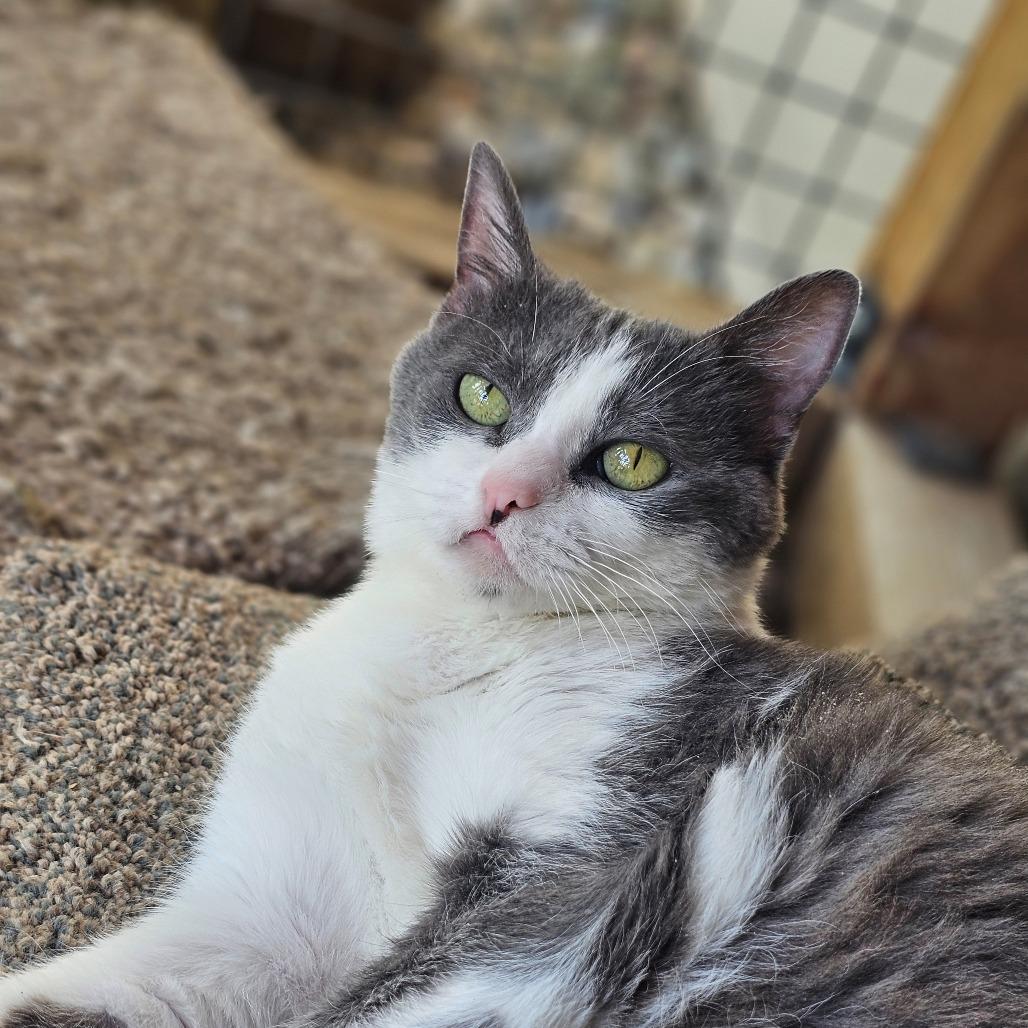 Enlarge Luna, a Adoptable Domestic Short Hair in Pagosa Springs, CO image 5/6