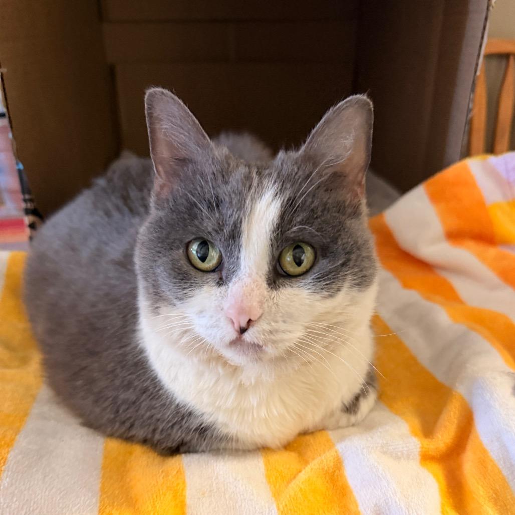 Enlarge Luna, a Adoptable Domestic Short Hair in Pagosa Springs, CO image 6/6