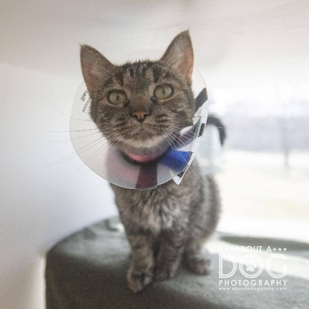 Enlarge Fashion, a Adoptable Domestic Short Hair in Saint Cloud, MN image 1/6
