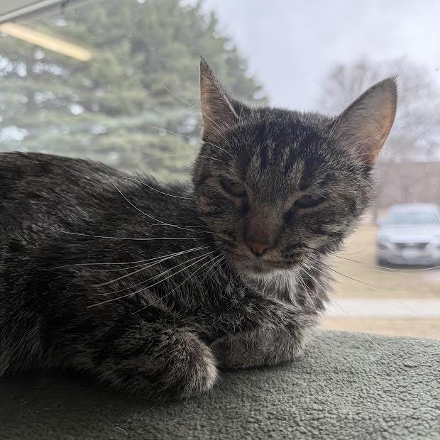 Enlarge Fashion, a Adoptable Domestic Short Hair in Saint Cloud, MN image 2/6