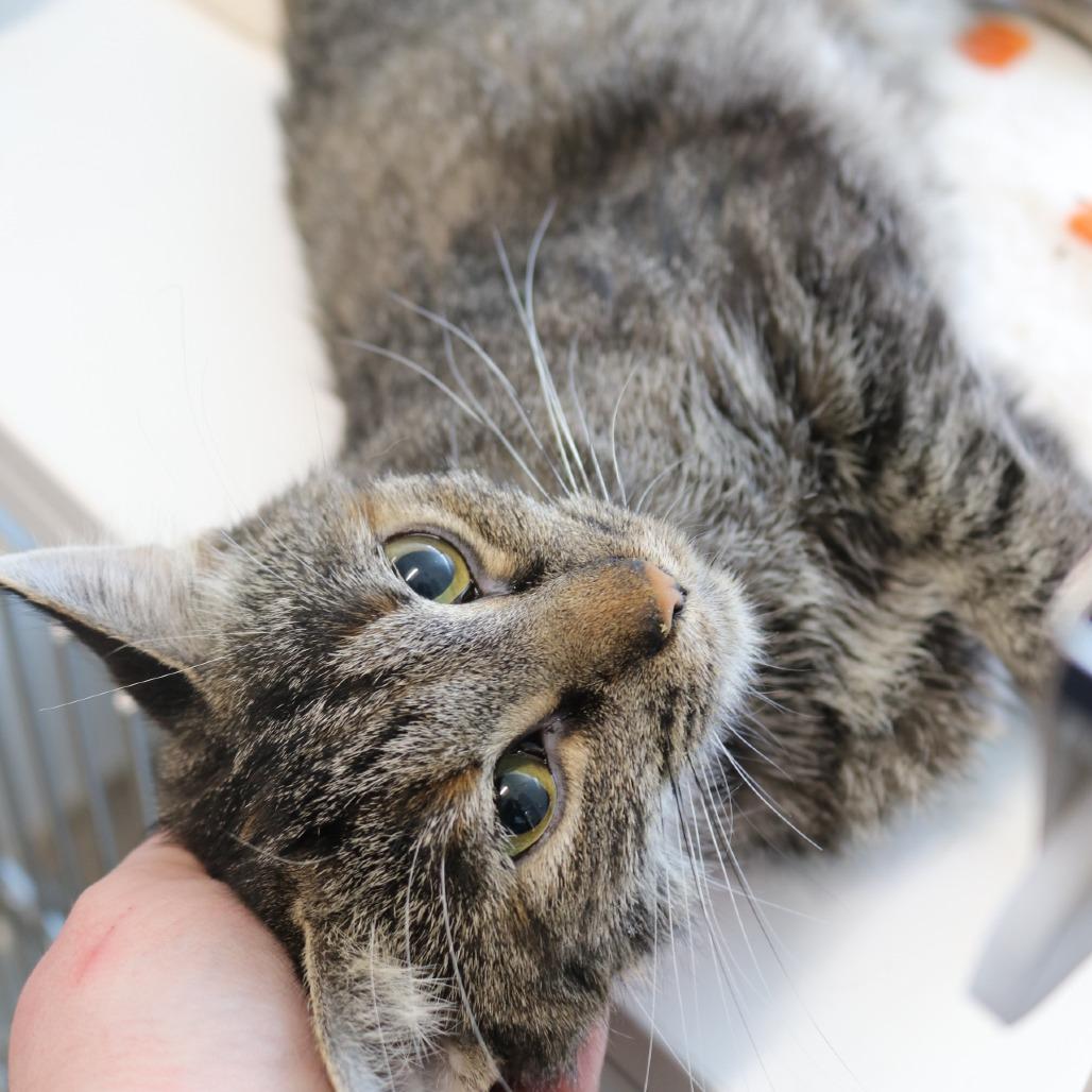 Enlarge Fashion, a Adoptable Domestic Short Hair in Saint Cloud, MN image 3/6